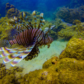 lion-fish-thailand-underwater-uw-photo