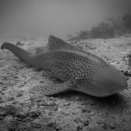 zebra-shark-similan-island-thailand-underwate-uw